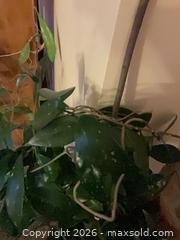 MaxSold Auction: Live plants - Salmon Arm (British Columbia, Canada) SELLER MANAGED Downsizing Online Auction - 5 Avenue North East                    