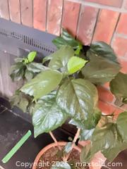 MaxSold Auction: Potted hibiscus plant - Salmon Arm (British Columbia, Canada) SELLER MANAGED Downsizing Online Auction - 5 Avenue North East                    