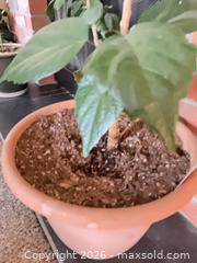 MaxSold Auction: Potted hibiscus plant - Salmon Arm (British Columbia, Canada) SELLER MANAGED Downsizing Online Auction - 5 Avenue North East                    