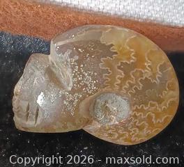 MaxSold Auction: Hand carved skull into Ammonite fossil - Brantford (Ontario, Canada) SELLER MANAGED Reseller Online Auction - West Street (CONDO)