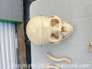 MaxSold Auction: Assorted Plastic Anatomical Bones (Off-White) -ebn - Maple Ridge (British Columbia, Canada) PARTNER MANAGED Estate Sale Online Auction - 203 Street