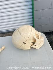 MaxSold Auction: Assorted Plastic Anatomical Bones (Off-White) -ebn - Maple Ridge (British Columbia, Canada) PARTNER MANAGED Estate Sale Online Auction - 203 Street