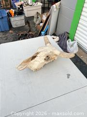 MaxSold Auction: Cow Animal Skull, Medium (12–24 in) -ebn - Maple Ridge (British Columbia, Canada) PARTNER MANAGED Estate Sale Online Auction - 203 Street