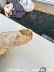 MaxSold Auction: Cow Animal Skull, Medium (12–24 in) -ebn - Maple Ridge (British Columbia, Canada) PARTNER MANAGED Estate Sale Online Auction - 203 Street