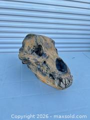 MaxSold Auction: Large Resin Cave Bear Skull Replica, Movie Prop -ebn - Maple Ridge (British Columbia, Canada) PARTNER MANAGED Estate Sale Online Auction - 203 Street