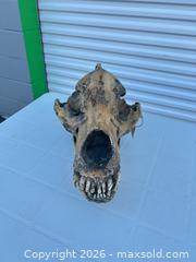 MaxSold Auction: Large Resin Cave Bear Skull Replica, Movie Prop -ebn - Maple Ridge (British Columbia, Canada) PARTNER MANAGED Estate Sale Online Auction - 203 Street