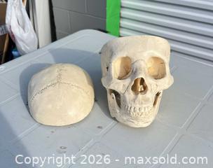MaxSold Auction: Life-Size Off-White Anatomical Skull Model -ebn - Maple Ridge (British Columbia, Canada) PARTNER MANAGED Estate Sale Online Auction - 203 Street