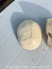 MaxSold Auction: Life-Size Off-White Anatomical Skull Model -ebn - Maple Ridge (British Columbia, Canada) PARTNER MANAGED Estate Sale Online Auction - 203 Street