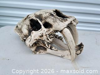 MaxSold Auction: Medium animal skull (8"–16") -ebn - Maple Ridge (British Columbia, Canada) PARTNER MANAGED Estate Sale Online Auction - 203 Street