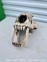 MaxSold Auction: Medium animal skull (8"–16") -ebn - Maple Ridge (British Columbia, Canada) PARTNER MANAGED Estate Sale Online Auction - 203 Street