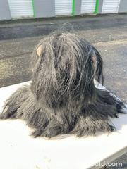 MaxSold Auction: Medium Life-Size Halloween Bust Head Prop -ebn - Maple Ridge (British Columbia, Canada) PARTNER MANAGED Estate Sale Online Auction - 203 Street