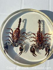 MaxSold Auction: Resin Paperweight Disc with Two Scorpions, 8 in (20 cm) -ebn - Maple Ridge (British Columbia, Canada) PARTNER MANAGED Estate Sale Online Auction - 203 Street