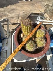 MaxSold Auction: Lot of Patio Chairs + Succulent Pot  - San Jose (California, USA) SELLER MANAGED Estate Sale Online Auction - Halkins Drive