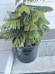 MaxSold Auction: Pair of Black Garden Pots  - San Jose (California, USA) SELLER MANAGED Estate Sale Online Auction - Halkins Drive