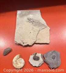 MaxSold Auction: Mixed-Period Fossils in Sedimentary Rock Matrix (Medium) - Calgary (Alberta, Canada) SELLER MANAGED Moving Online Auction - Varsville Place Nw