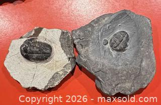MaxSold Auction: Mixed-Period Fossils in Sedimentary Rock Matrix (Medium) - Calgary (Alberta, Canada) SELLER MANAGED Moving Online Auction - Varsville Place Nw