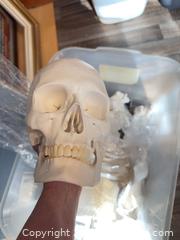 MaxSold Auction: Anatomy Skeleton B - Burlington (Ontario, Canada) Moving Online Auction - Mcniven Road