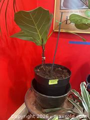 MaxSold Auction: Potted Houseplants with Stands, Decorative Pots & Watering Jug - Baltimore (Maryland, USA) PARTNER MANAGED Estate Sale Online Auction - Ken Oak Road