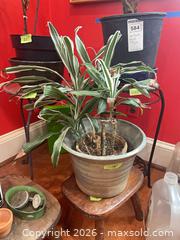 MaxSold Auction: Potted Houseplants with Stands, Decorative Pots & Watering Jug - Baltimore (Maryland, USA) PARTNER MANAGED Estate Sale Online Auction - Ken Oak Road