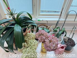 MaxSold Auction: Mixed live & dried plant lot with vases, pots and accessories B - Niagara Falls (Ontario, Canada) Moving Online Auction - January Drive