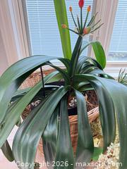 MaxSold Auction: Mixed live & dried plant lot with vases, pots and accessories B - Niagara Falls (Ontario, Canada) Moving Online Auction - January Drive