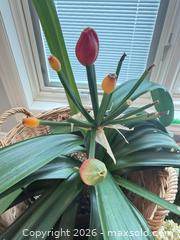 MaxSold Auction: Mixed live & dried plant lot with vases, pots and accessories B - Niagara Falls (Ontario, Canada) Moving Online Auction - January Drive