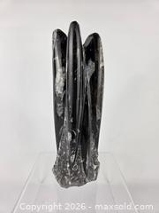 MaxSold Auction: Orthoceras Fossil Squid - Hamilton (Ontario, Canada) SELLER MANAGED Downsizing Online Auction - Bishopsgate Avenue