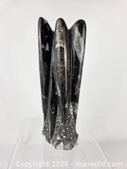MaxSold Auction: Orthoceras Fossil Squid - Hamilton (Ontario, Canada) SELLER MANAGED Downsizing Online Auction - Bishopsgate Avenue