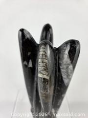 MaxSold Auction: Orthoceras Fossil Squid - Hamilton (Ontario, Canada) SELLER MANAGED Downsizing Online Auction - Bishopsgate Avenue