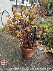 MaxSold Auction: Large Vintage Succulent 1 of 2 -  Mountain View (California, USA) SELLER MANAGED Estate Sale Online Auction - Clark Avenue