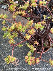 MaxSold Auction: Large Vintage Succulent 1 of 2 -  Mountain View (California, USA) SELLER MANAGED Estate Sale Online Auction - Clark Avenue