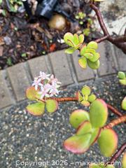 MaxSold Auction: Large Vintage Succulent 1 of 2 -  Mountain View (California, USA) SELLER MANAGED Estate Sale Online Auction - Clark Avenue