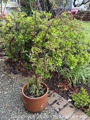 MaxSold Auction: Large Vintage Succulent 2 of 2 -  Mountain View (California, USA) SELLER MANAGED Estate Sale Online Auction - Clark Avenue