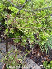 MaxSold Auction: Large Vintage Succulent 2 of 2 -  Mountain View (California, USA) SELLER MANAGED Estate Sale Online Auction - Clark Avenue