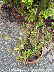 MaxSold Auction: Large Vintage Succulent 2 of 2 -  Mountain View (California, USA) SELLER MANAGED Estate Sale Online Auction - Clark Avenue