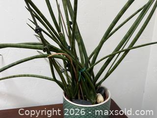 MaxSold Auction: Large Vintage Succulent in Very Nice Pot!  -  Mountain View (California, USA) SELLER MANAGED Estate Sale Online Auction - Clark Avenue