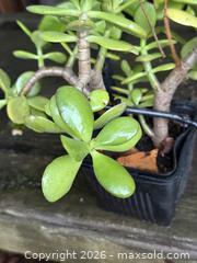 MaxSold Auction: Pair of Vintage Succulents on Planters -  Mountain View (California, USA) SELLER MANAGED Estate Sale Online Auction - Clark Avenue