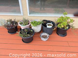 MaxSold Auction: Black/Gray Plastic & Concrete Planters with Plants - Saanich (British Columbia, Canada) PARTNER MANAGED Moving Online Auction - Treetop Heights