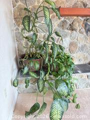 MaxSold Auction: Indoor Houseplants with Pots - Saanich (British Columbia, Canada) PARTNER MANAGED Moving Online Auction - Treetop Heights