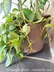 MaxSold Auction: Indoor Houseplants with Pots - Saanich (British Columbia, Canada) PARTNER MANAGED Moving Online Auction - Treetop Heights