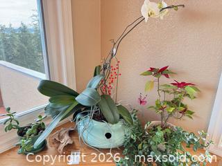 MaxSold Auction: Live Houseplants - Saanich (British Columbia, Canada) PARTNER MANAGED Moving Online Auction - Treetop Heights