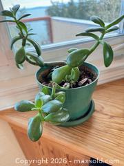 MaxSold Auction: Live Houseplants - Saanich (British Columbia, Canada) PARTNER MANAGED Moving Online Auction - Treetop Heights