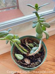 MaxSold Auction: Live Houseplants - Saanich (British Columbia, Canada) PARTNER MANAGED Moving Online Auction - Treetop Heights