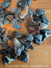 MaxSold Auction: Fossil Shark Teeth (Fossilized Enamel), 50–100 Small Pieces - Ottawa (Ontario, Canada) SELLER MANAGED Downsizing Online Auction - Regiment Avenue