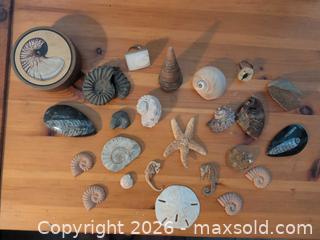 MaxSold Auction: Mixed Fossils & Shells Lot — 20+ Pieces (Small & Medium) - Ottawa (Ontario, Canada) SELLER MANAGED Downsizing Online Auction - Regiment Avenue