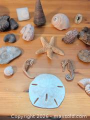 MaxSold Auction: Mixed Fossils & Shells Lot — 20+ Pieces (Small & Medium) - Ottawa (Ontario, Canada) SELLER MANAGED Downsizing Online Auction - Regiment Avenue