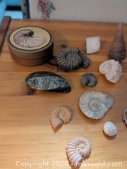 MaxSold Auction: Mixed Fossils & Shells Lot — 20+ Pieces (Small & Medium) - Ottawa (Ontario, Canada) SELLER MANAGED Downsizing Online Auction - Regiment Avenue