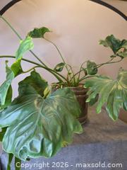 MaxSold Auction: Live Plant - Philodendron in Brass Planter Pot - Hamilton (Ontario, Canada) SELLER MANAGED Estate Sale Online Auction - Bishopsgate Ave.
