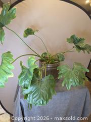 MaxSold Auction: Live Plant - Philodendron in Brass Planter Pot - Hamilton (Ontario, Canada) SELLER MANAGED Estate Sale Online Auction - Bishopsgate Ave.