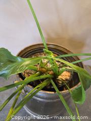 MaxSold Auction: Live Plant - Philodendron in Brass Planter Pot - Hamilton (Ontario, Canada) SELLER MANAGED Estate Sale Online Auction - Bishopsgate Ave.